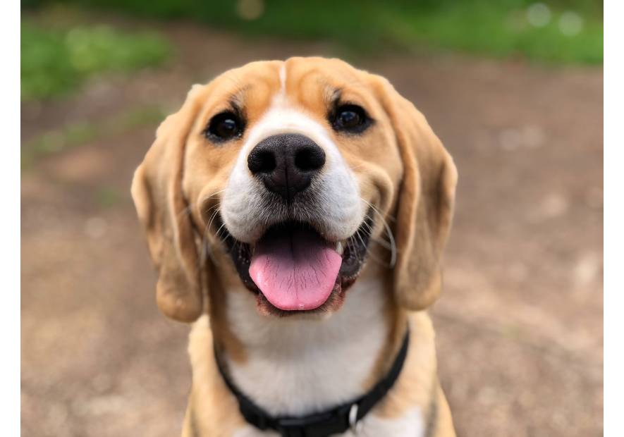 Alergia u psa – objawy i rola jedzenia