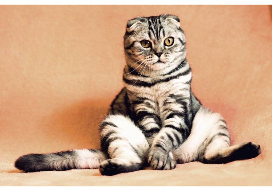 Zapalenie trzustki u kota - jakie są objawy i jak leczyć?