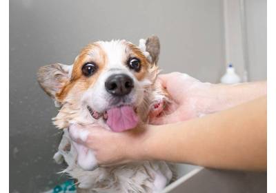 Jaki szampon dla psa?