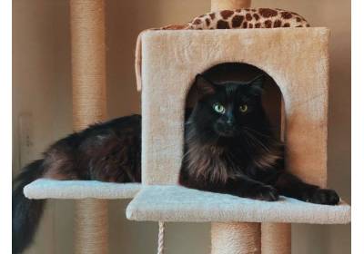 Drapak dla kota – jak wybrać?