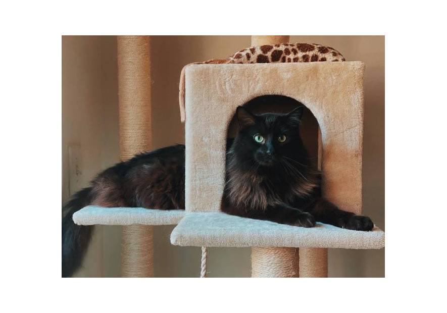 Drapak dla kota – jak wybrać?