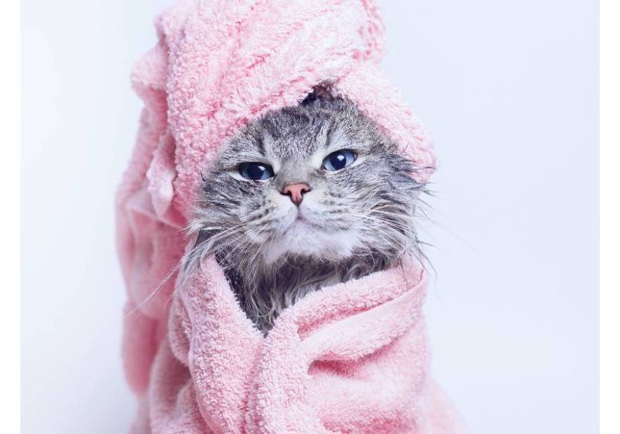 Jaki szampon dla kota?