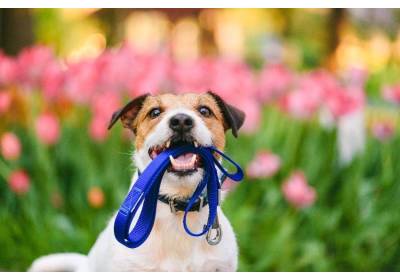 Jaką wybrać smycz dla psa?