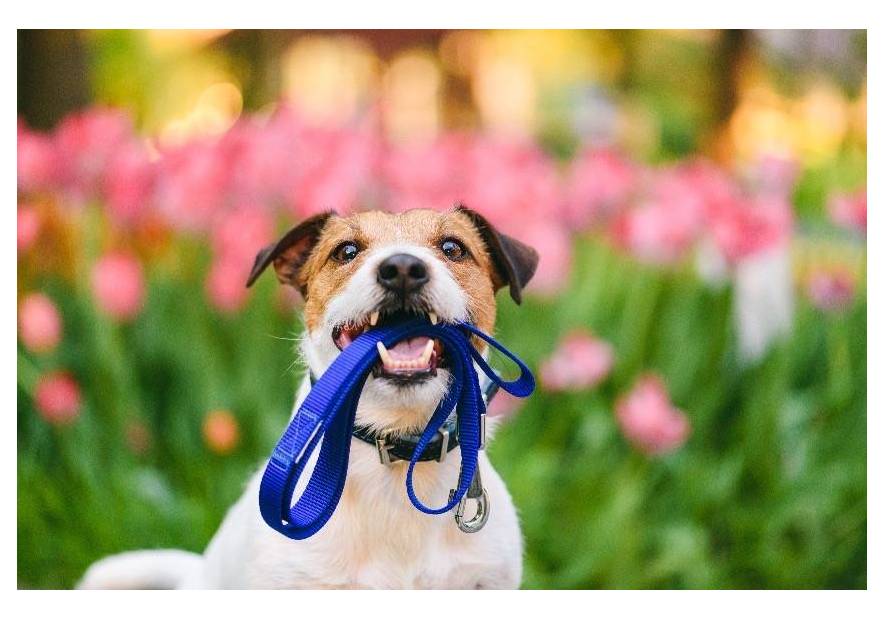 Jaką wybrać smycz dla psa?