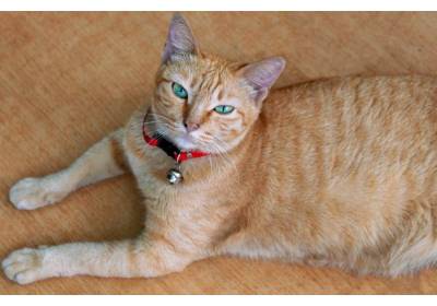 Jaką obrożę wybrać dla kota?