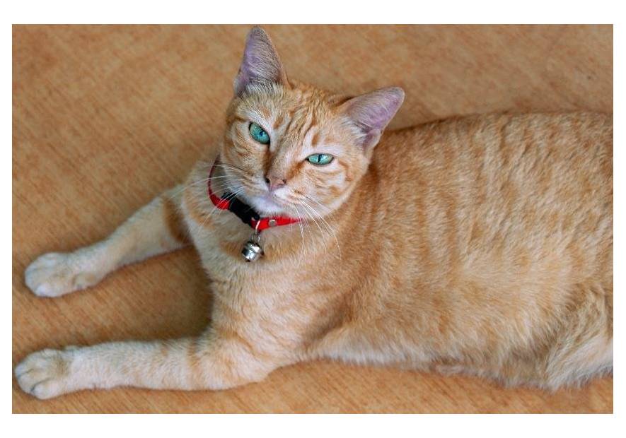 Jaką obrożę wybrać dla kota?