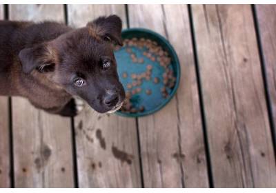 Dolina Noteci I Royal Canin saszetki – ile podawać?
