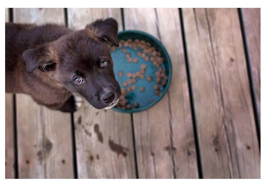 Dolina Noteci I Royal Canin saszetki – ile podawać?
