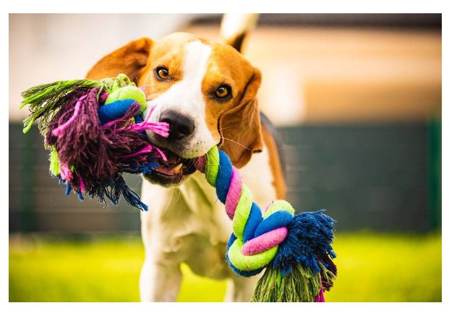 10 zabawek dla psa – sprawdź nasz ranking!
