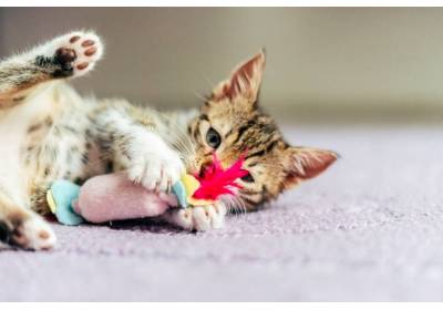 10 zabawek dla kota – poznaj ciekawe propozycje!