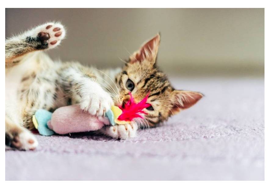 10 zabawek dla kota – poznaj ciekawe propozycje!