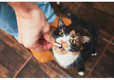 Jakie przysmaki dla kota?