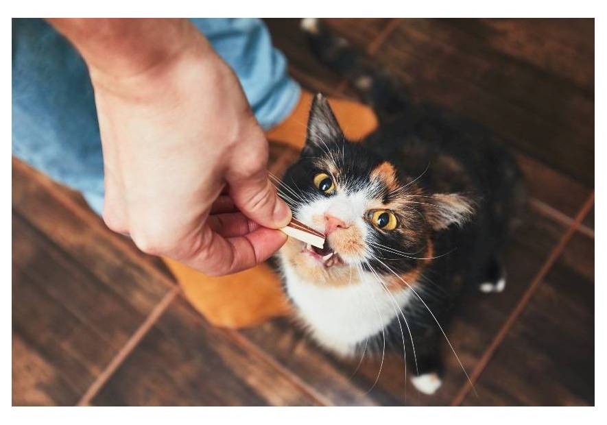 Jakie przysmaki dla kota?