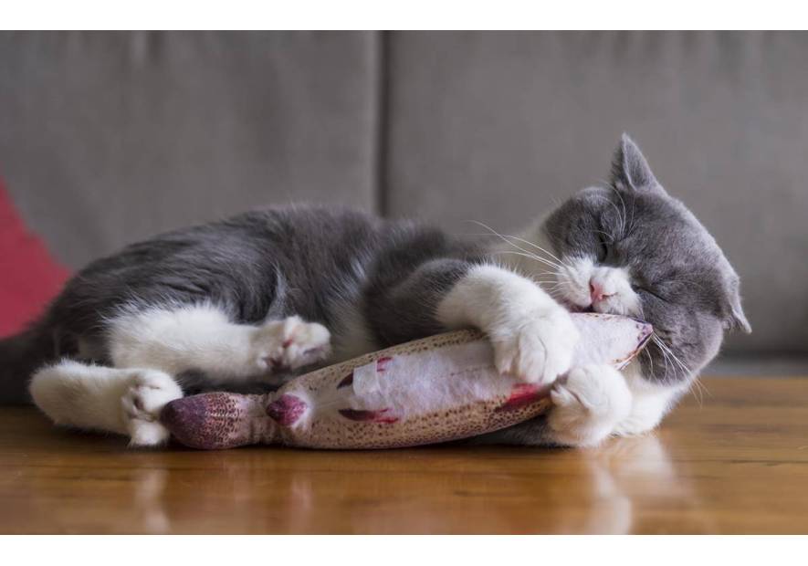 Jakie zabawki dla kota?