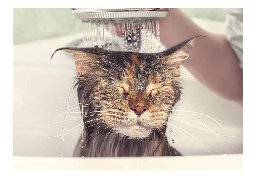 Jak wykąpać kota