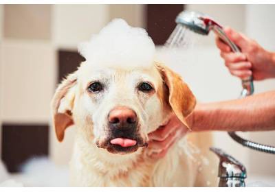 W czym wykąpać psa?