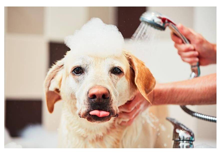 W czym wykąpać psa?