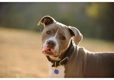 Jakie obroże dla Twojego pupila są najlepsze?