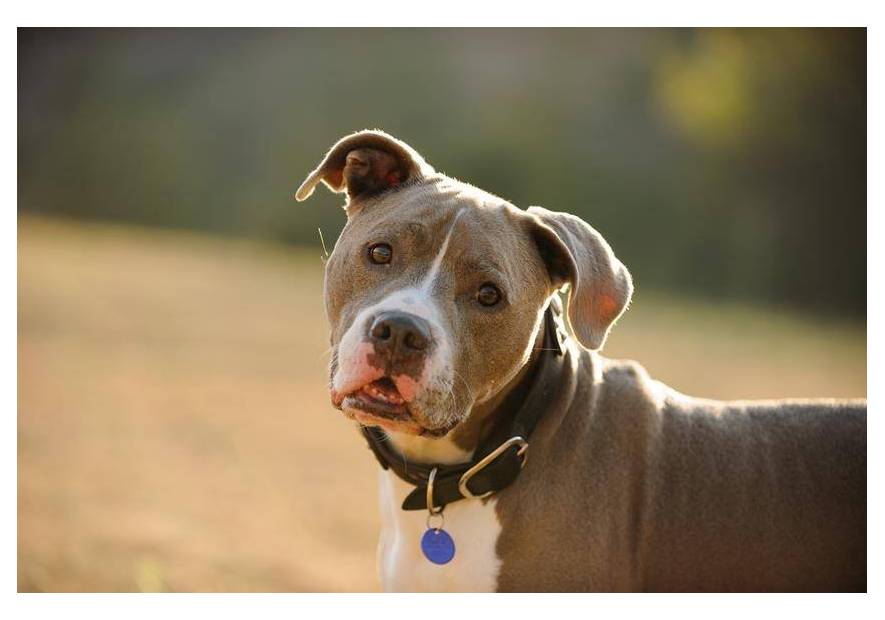 Jakie obroże dla Twojego pupila są najlepsze?