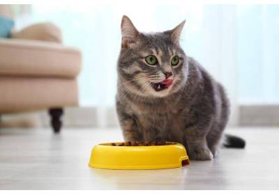 Ile i jak często powinien jeść kot?