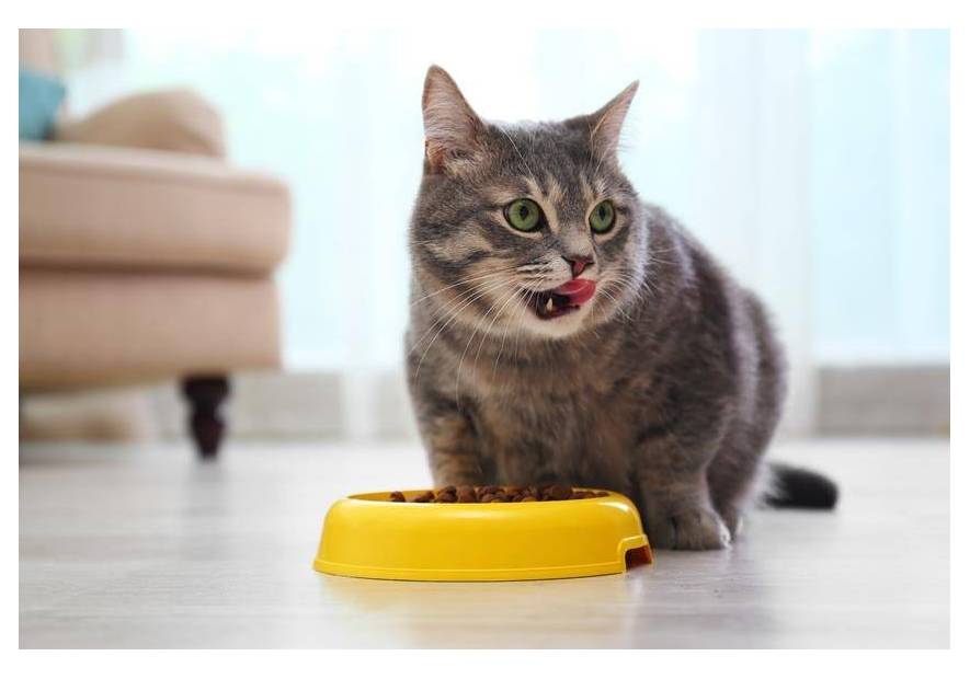 Ile i jak często powinien jeść kot?