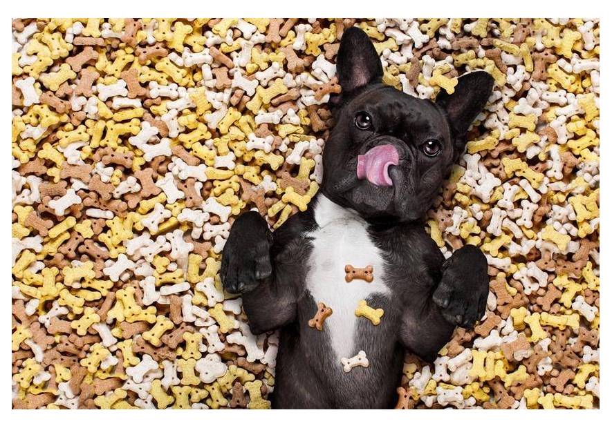 Na co zwrócić uwagę przy wyborze karmy dla psa?