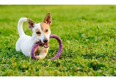 Jaki gryzak dla szczeniaka wybrać?