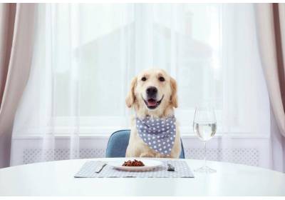 Czego nie może jeść pies?