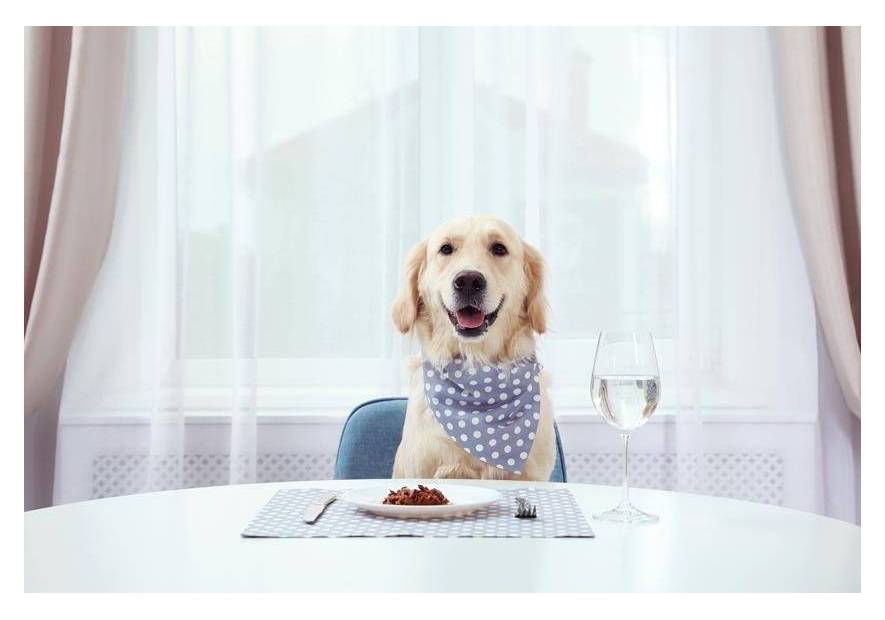 Czego nie może jeść pies?