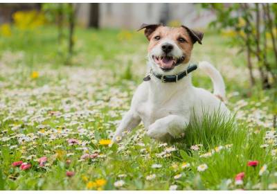 Jak wybrać obrożę dla psa?