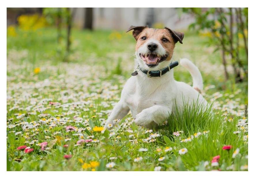 Jak wybrać obrożę dla psa?