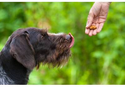 Jak nagradzać psa? Poznaj sekrety motywacji i dobrze wyszkol swojego pupila!