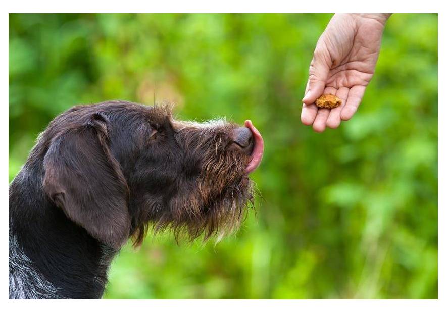 Jak nagradzać psa? Poznaj sekrety motywacji i dobrze wyszkol swojego pupila!