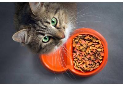 Kiedy zmienić kotu karmę? To musisz wiedzieć!