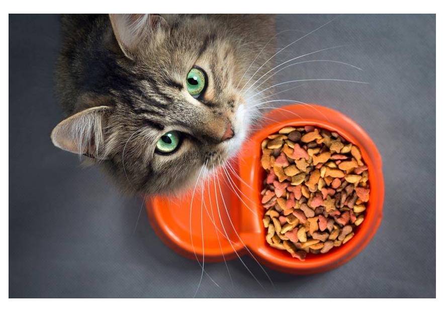 Kiedy zmienić kotu karmę? To musisz wiedzieć!