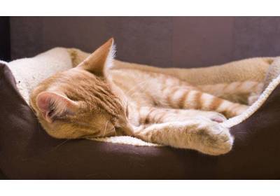 Jak przyzwyczaić kota do legowiska?