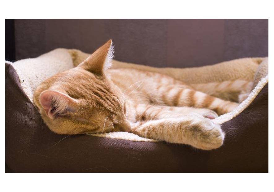 Jak przyzwyczaić kota do legowiska?