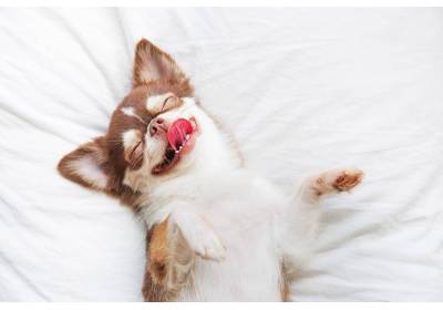 Jak uspokoić psa? Sposoby na różne sytuacje