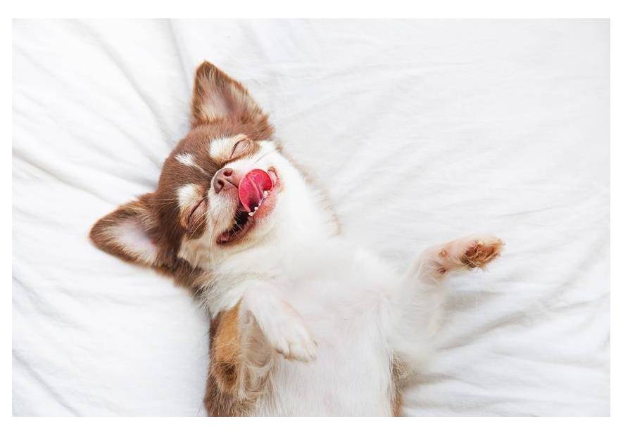 Jak uspokoić psa? Sposoby na różne sytuacje