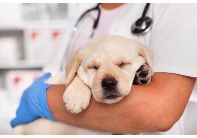 Kaszel u psa – rodzaje i przyczyny