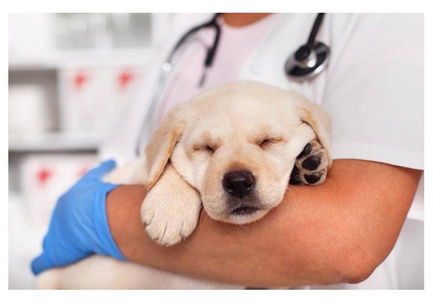 Kaszel u psa – rodzaje i przyczyny