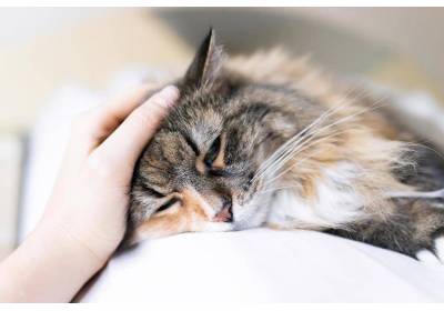 Koci katar – objawy i leczenie