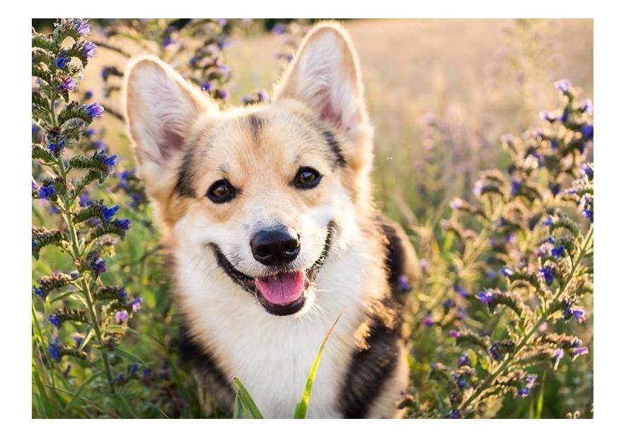 Jak dbać o odporność psa?