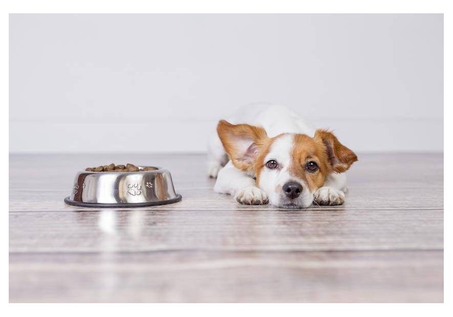 Pies nie chce jeść - co robić, gdy pupilowi brak apetytu?