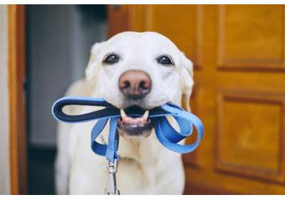 Jak oduczyć psa ciągnięcia za smycz?