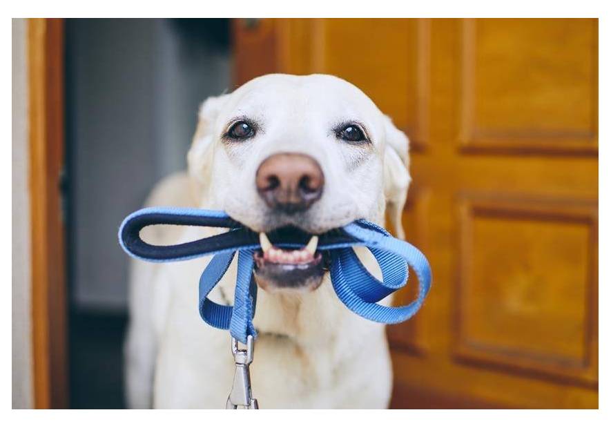 Jak oduczyć psa ciągnięcia za smycz?