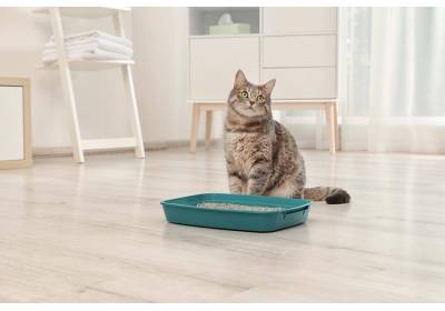 Jak przekonać kota do kuwety?