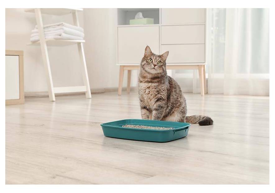 Jak przekonać kota do kuwety?