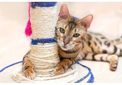 Jak odzwyczaić kota od drapania mebli?