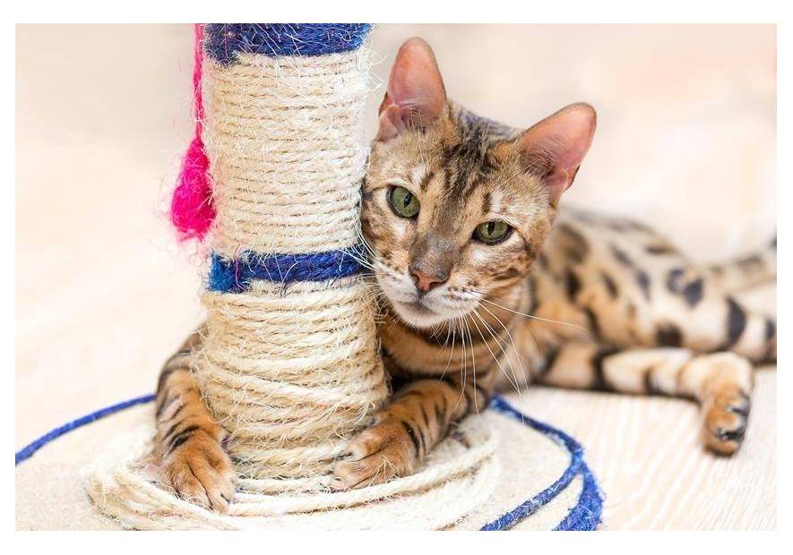 Jak odzwyczaić kota od drapania mebli?